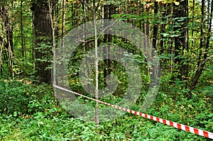 A ribbon with red and white stripes prohibits entry into the forest photo