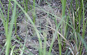 Ribbon Snake