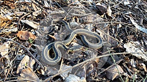 Ribbon Snake sunning on bank