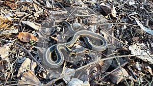 Ribbon Snake sunning on bank photo