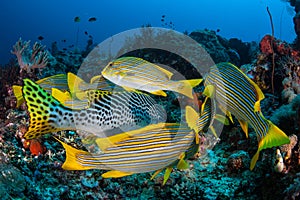 Ribbon Sweetlips on Coral Reef in Indonesia