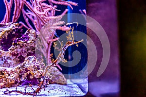 Ribboned Pipefish in aquarium