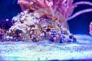 Ribboned Pipefish in aquarium