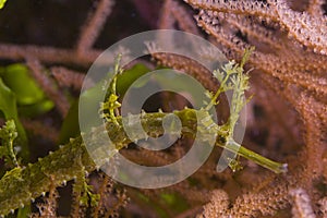 Ribboned pipefish, ribboned pipehorse, ribboned seadragon Haliichthys taeniophorus.