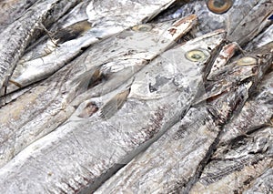 ribbonfish