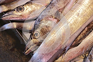 Ribbonfish