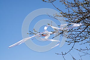 Ribbons on the tree in strong wind.