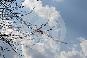 Ribbons on the tree in strong wind.