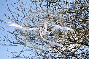 Ribbons on the tree in strong wind.