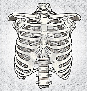 Ribcage