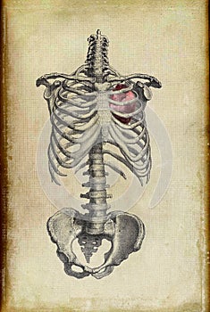 Ribcage Illustration with Real Style Heart