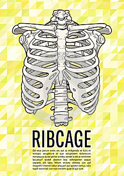 Ribcage poster