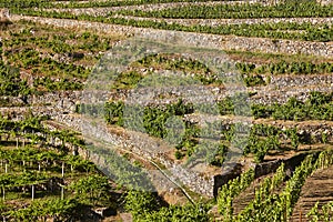 Ribeira sacra terrace vineyards and Sil river canyon in Galicia