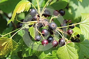 Riber nigrum commonly The blackcurrant or black currant, a woody shrub in the garden photo