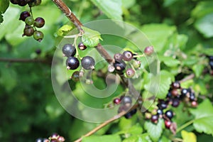 Riber nigrum commonly The blackcurrant or black currant, a woody shrub in the garden photo