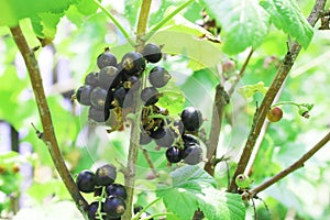 Riber nigrum commonly The blackcurrant or black currant, a woody shrub in the garden photo