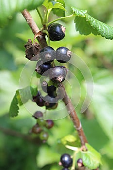 Riber nigrum commonly The blackcurrant or black currant, a woody shrub in the garden photo