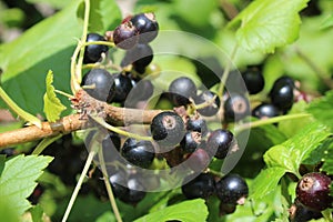 Riber nigrum commonly The blackcurrant or black currant, a woody shrub in the garden photo