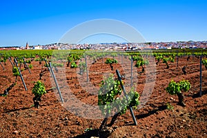 Ribera Guadiana vineyard Extremadura Spain