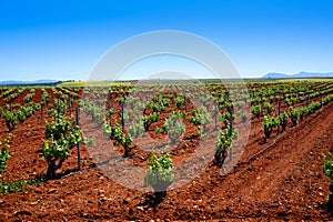 Ribera Guadiana vineyards Extremadura Spain