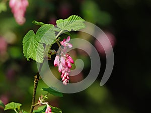 Ribes flower and leaves.