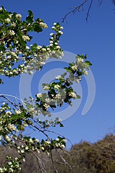 RIBES INDECORUM BLOOM - RED ROCK CP MRCA - 022421 C