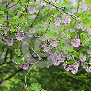 Ribes nevadense (sometimes spelled R. nevadaense)