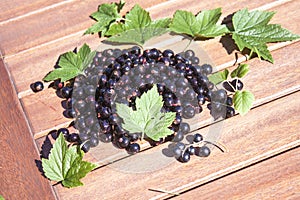 Ribes nigrum, black currant