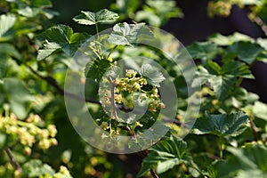 Ribes nigrum blackcurrant branch with flowers, fresh green leaves in spring May