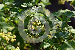 Ribes nigrum blackcurrant branch with flowers, fresh green leaves in spring May photo