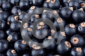 Ribes nigrum, fresh ripe blackcurrant, berries, close-up, as a