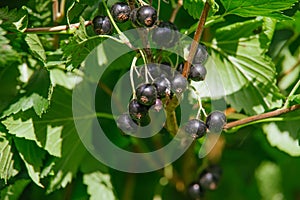 Ribes nigrum photo