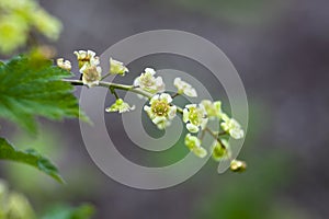 Ribes rubrum. Redcurrant jonkheer van tets flowers