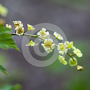 The Ribes rubrum. Redcurrant jonkheer van tets flowers