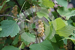 Ribes rubrum \'Witte Parel\' with berries grows in July. Berlin, Germany