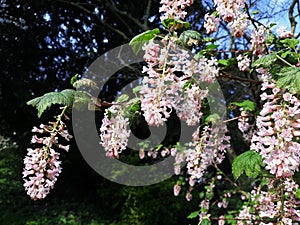 Ribes Sanguineum Glutinosum, Pink-Flowered Currant.