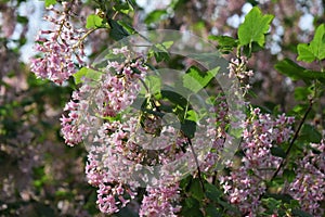 Ribes Sanguineum Glutinosum, Pink-Flowered Currant. photo