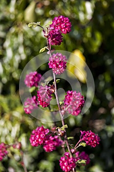 Ribes sanguineum `Koja`