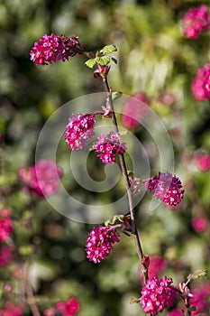 Ribes sanguineum `Koja`