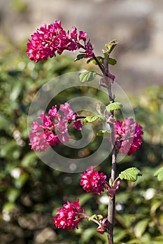 Ribes sanguineum `Koja`