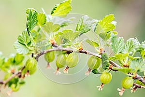 Ribes uva-crispa branch with young an green gooseberries, growth and maturity photo