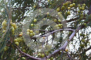 Ribes uva-crispa gooseberry bunch with green  leaves in nature