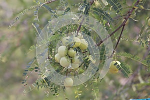Ribes uva-crispa gooseberry bunch with leaves