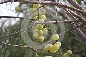 Ribes uva-crispa gooseberry deciduous tree natural green fruit