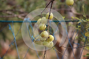 Ribes uva-crispa gooseberry deciduous tree natural green fruit