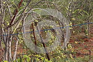 Ribes uva-crispa gooseberry many bunches in nature