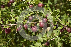 Ribes uva crispa shrub photo