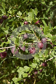 Ribes uva crispa shrub