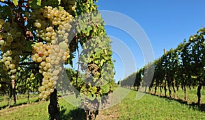 Ribolla Gialla grape hanging on vine at the beginning of vineyard photo