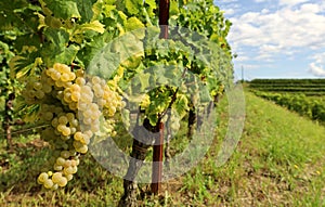 Ribolla Gialla grape hanging on vine at the beginning of vineyard row photo